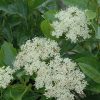 Brandywine Viburnum #3 - Image 2